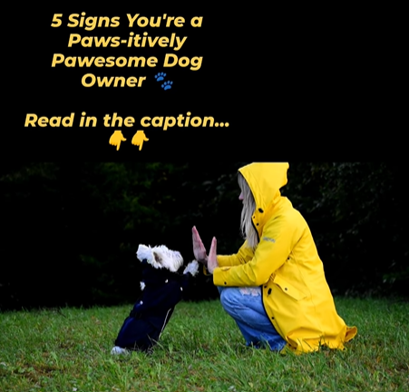 5 Signs You're a Paws-itively Pawesome Dog Owner 🐾

Read till the end👇👇

Are you ready to fetch some tips on being a top-notch dog parent? 🐶 Better keep reading till the end to check if you already have these surefire signs that you're a woof-tastic dog owner! 🐕

Tail-Wagging Trust: 🌟
When your furry friend leaps into your arms with unbridled excitement, it's a clear sign you're their ultimate confidant. Being a great dog owner means nurturing trust that's as strong as a game of tug-of-war.

Healthy Hounds:
🏋️‍♀️ A well-loved pup is a healthy pup. Regular check-ups, a balanced diet, and daily exercise are non-negotiables for ensuring your four-legged friend is the picture of canine fitness.

Training Triumphs:
🐾 A well-behaved doggo is a reflection of your dedication. Have your pup's manners polished to perfection through training, and you'll be the envy of the dog park.

Bond Beyond Words:
💬 That heart-to-heart connection with your dog transcends language barriers. Whether it's a knowing glance or a comforting cuddle, a strong bond is a testament to your devotion.

Puppy Pampering:
🛁 From spa days to comfy protective clothing, pampering your pup shows your commitment to their happiness and well-being. After all, a little extra love and care can make tails wag endlessly.

Keep these tips in mind, and you'll have your pups love.

Now, share your favorite moments with your fur baby. Use hashtag #PawsitiveDogOwner @bestdograinciats and we can see it and share it with our audience ❤️⭐