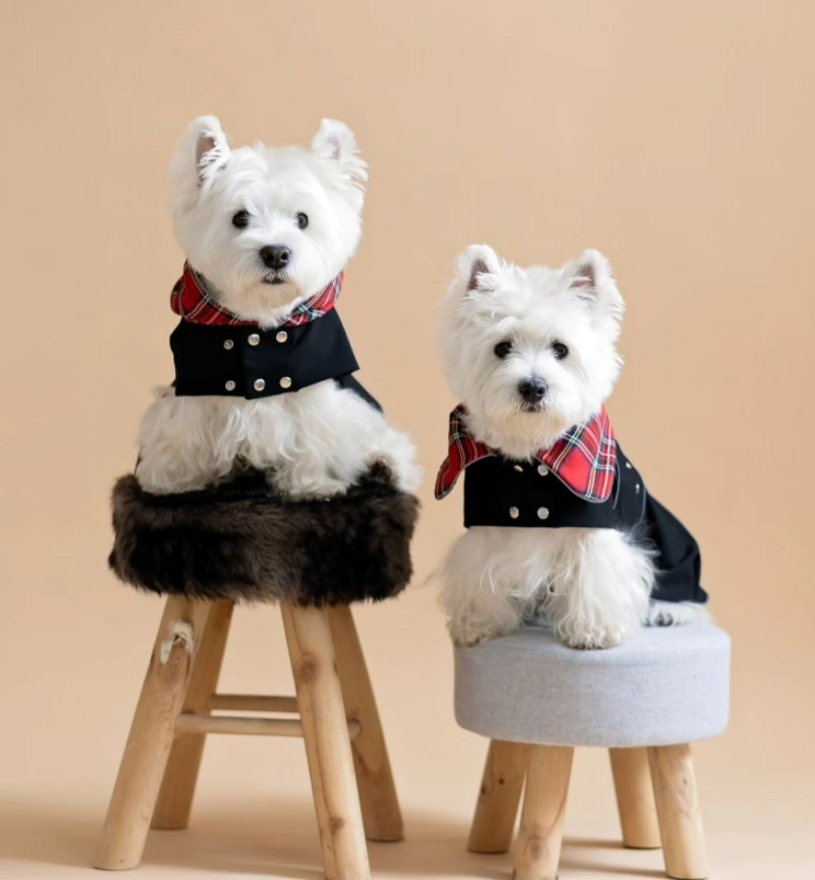 🤝 Are you a dog service or pet shop? Let's partner up and bring CiuCiu for even more stylish pooches!

We welcome wholesale and custom orders, and our team is always excited to work with small or big quantities. 🐾

Wanna create your dog clothing brand? Don't copy in silence like others, contact the leading product creators and producers, as you can do it much better with our help, we promise ☺️